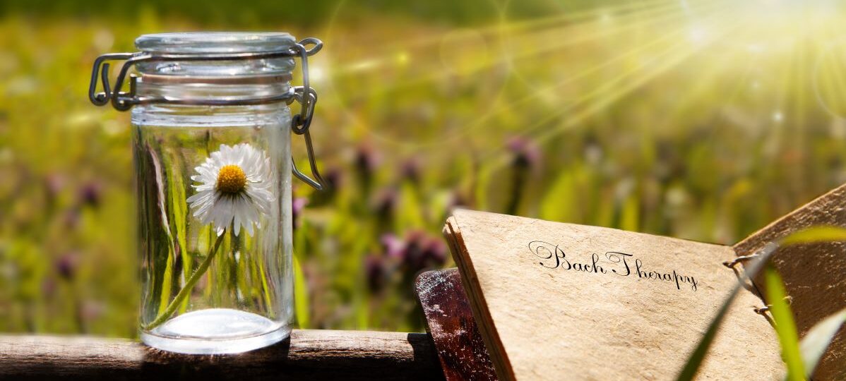 Bachblüten Infoabende
