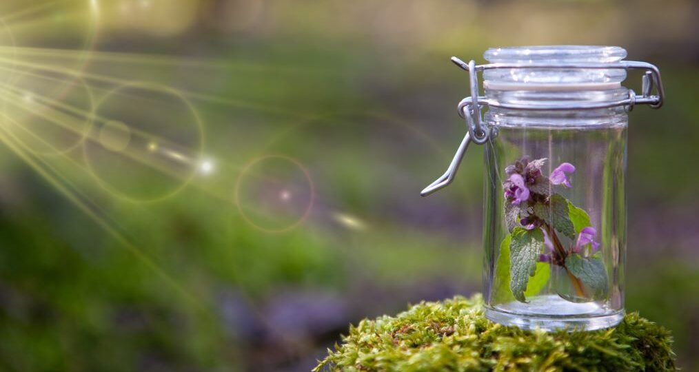 Bachblueten lernabend